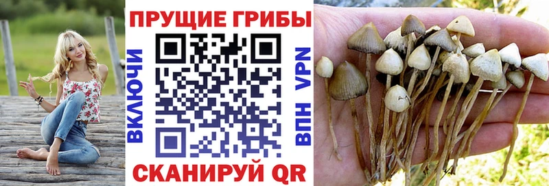 где можно купить наркотик  Арск  даркнет как зайти  Псилоцибиновые грибы Cubensis 